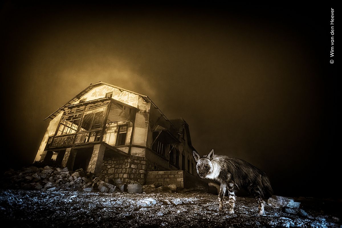 Wildlife Photographer of the Year 61 a Milano